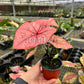 4” Caladium Scarlett