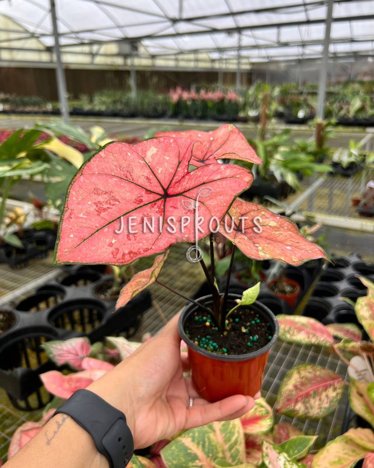 4” Caladium Scarlett