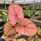 4” Caladium Scarlett