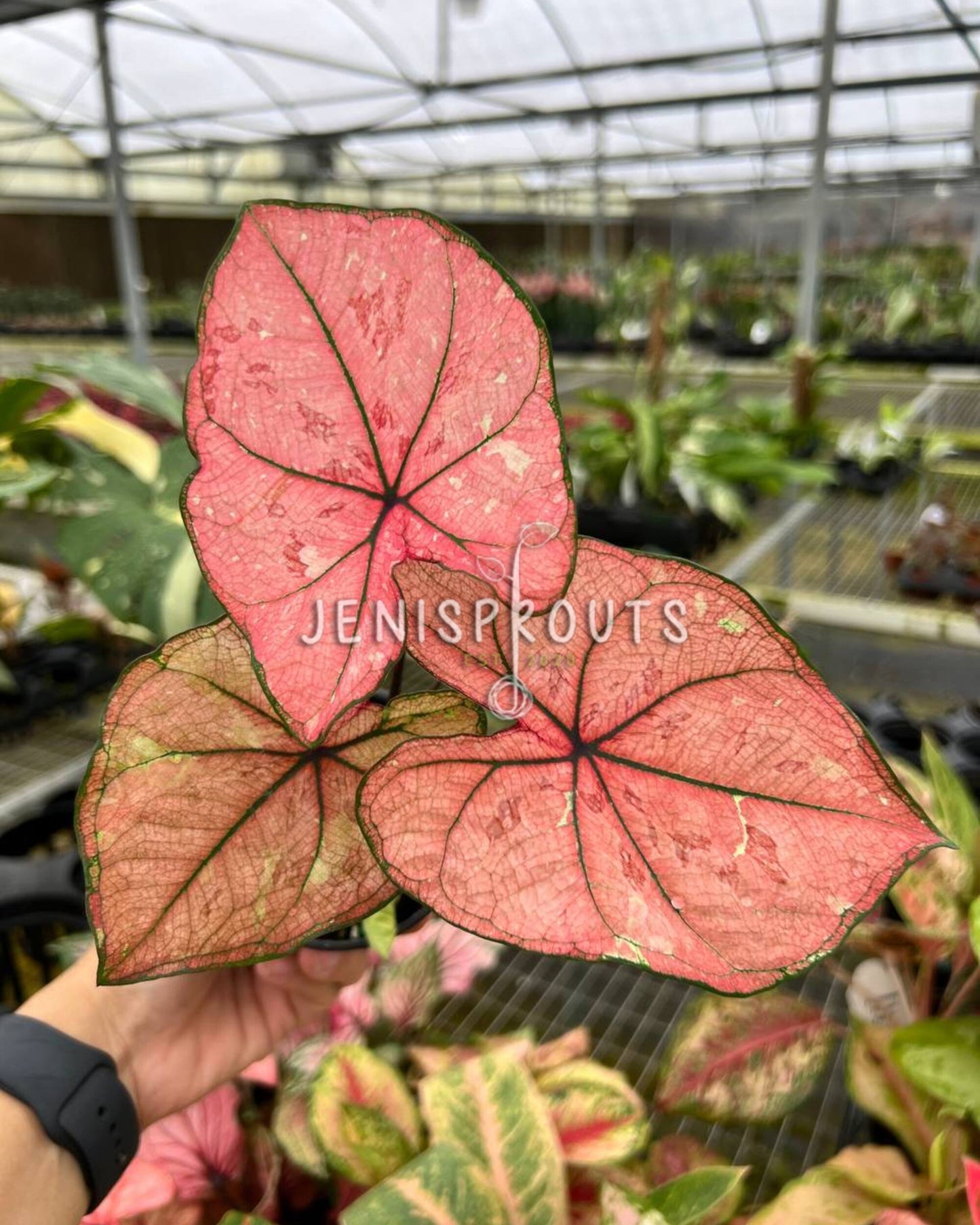 4” Caladium Scarlett