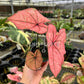 4” Caladium Scarlett