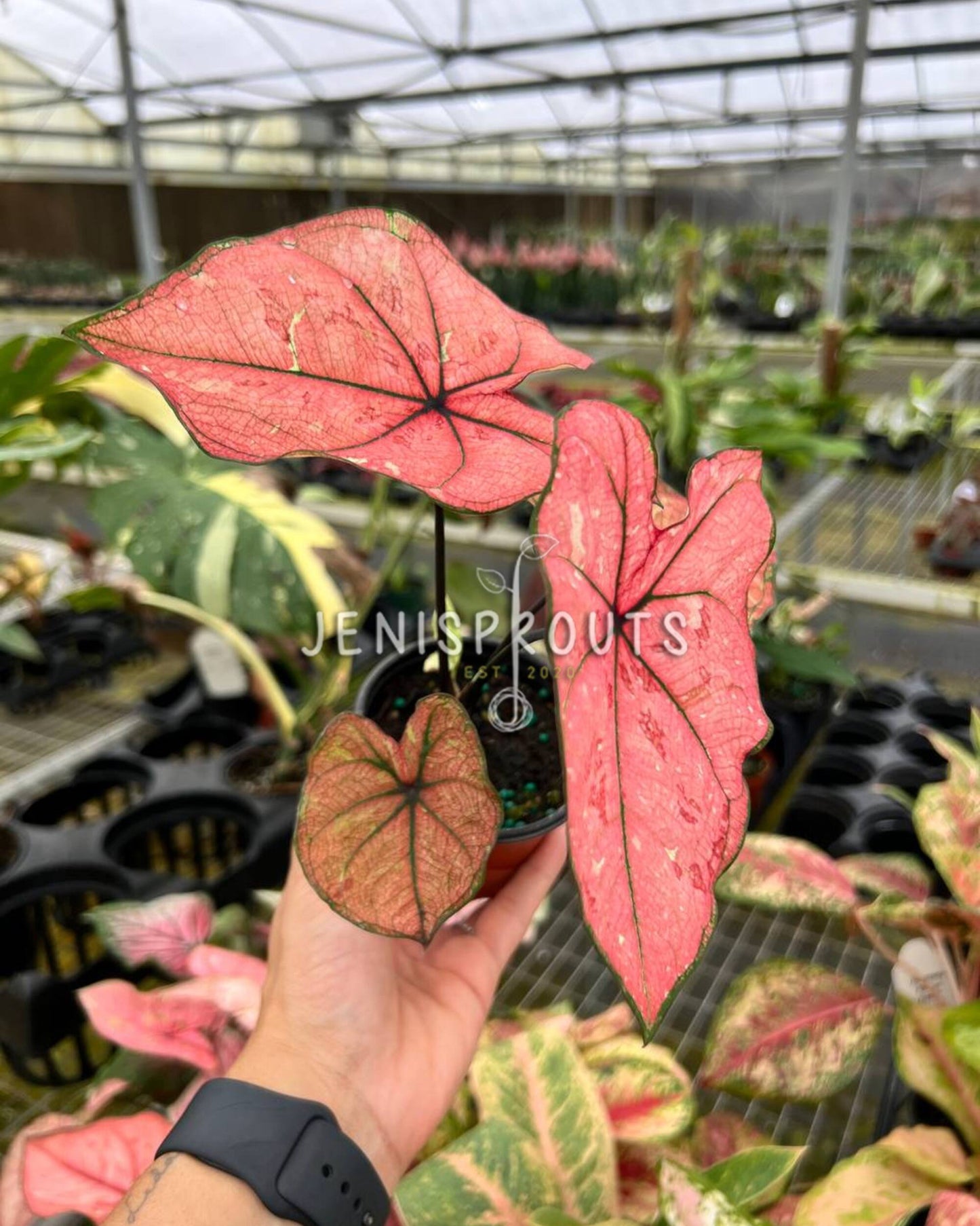 4” Caladium Scarlett