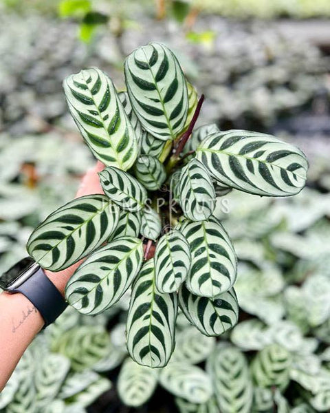 burle marx calathea live plant in a 6 inch pot 4" Calathea Burle Marx at Jenisprouts
