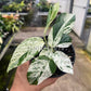 4" Epipremnum Pinnatum Marble Variegated