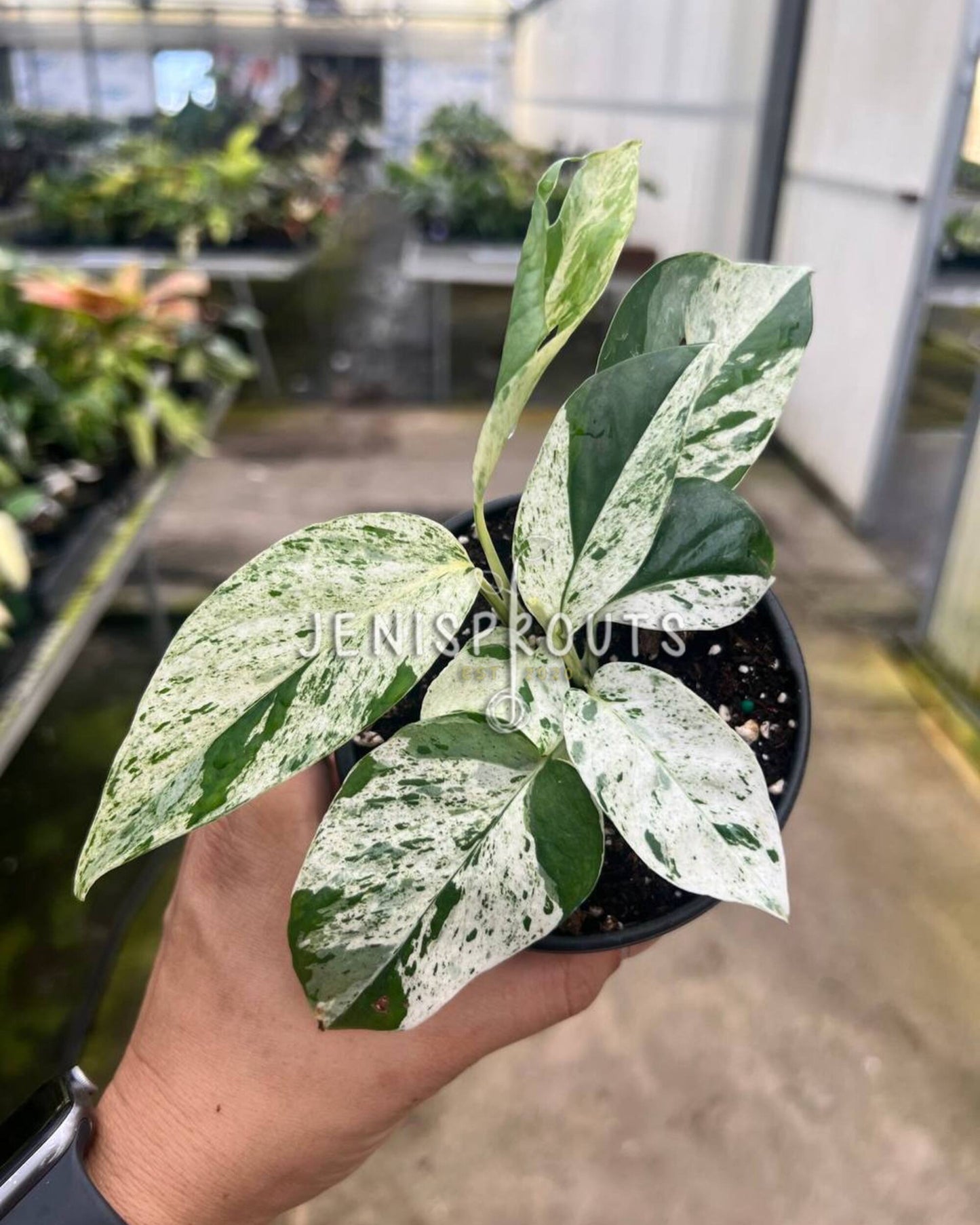 4" Epipremnum Pinnatum Marble Variegated