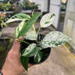 4" Epipremnum Pinnatum Marble Variegated