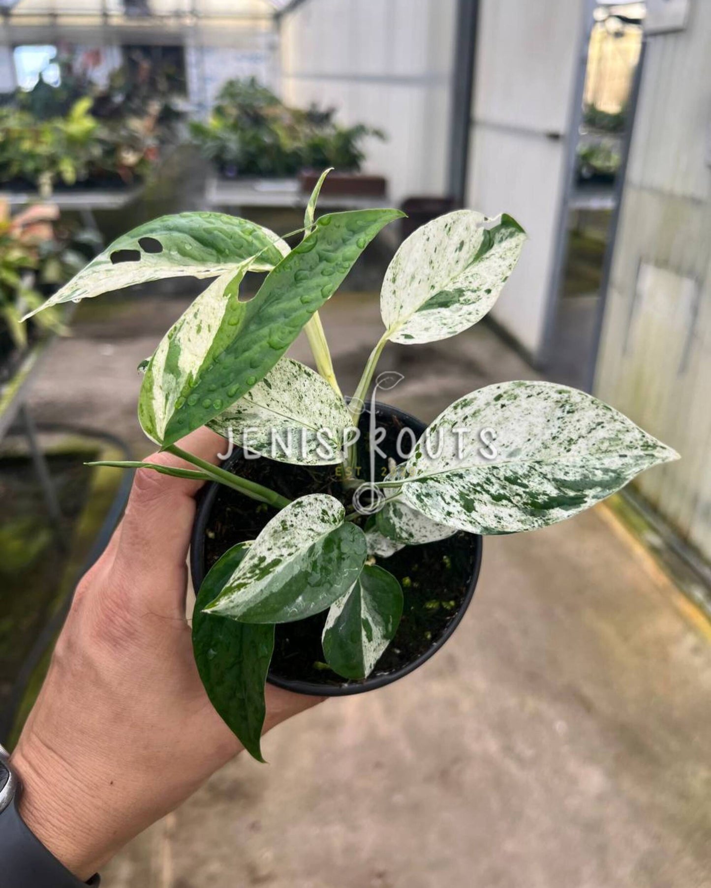 4" Epipremnum Pinnatum Marble Variegated