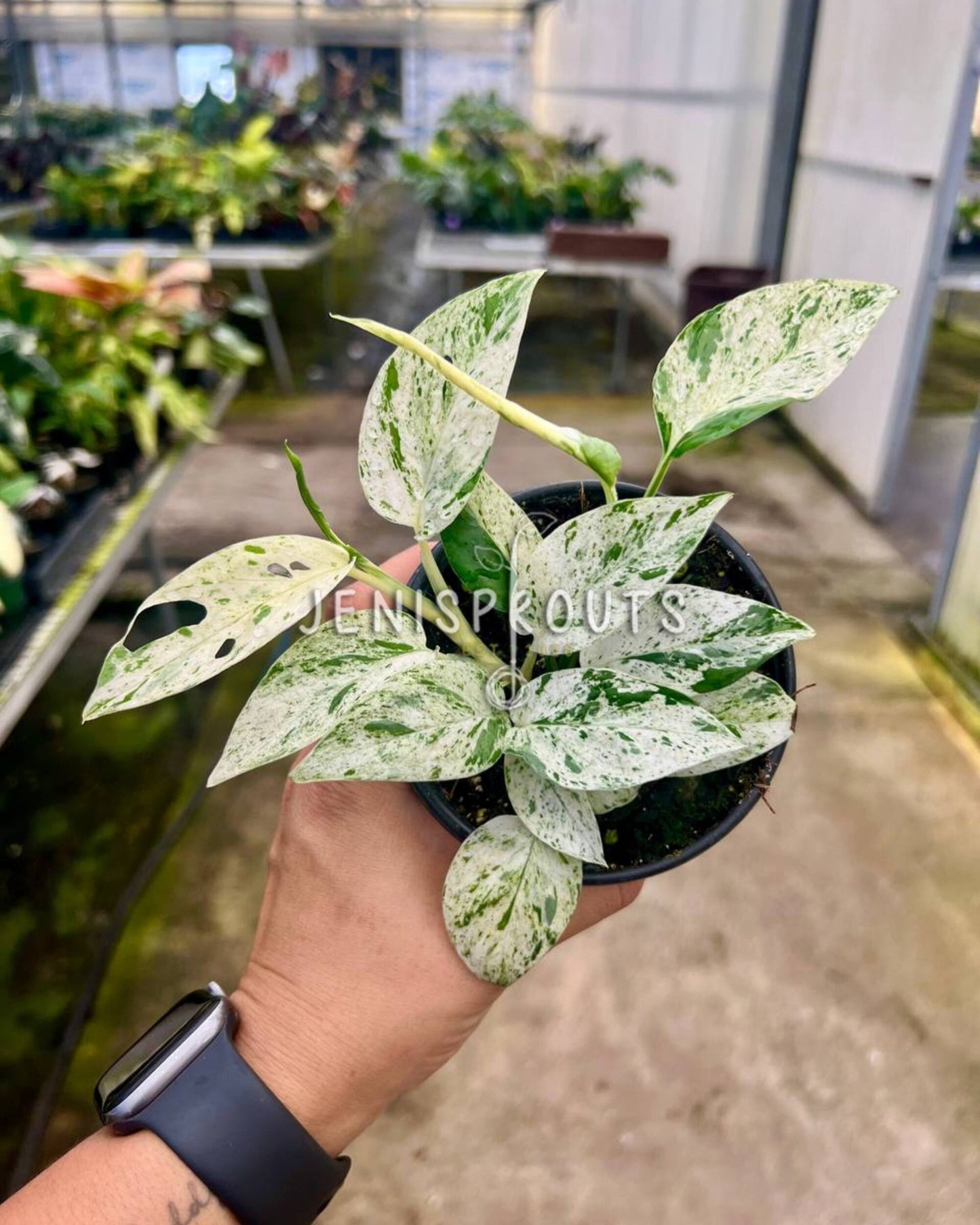 4" Epipremnum Pinnatum Marble Variegated