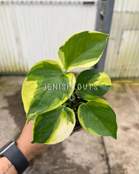 philodendron manjula 4" Epipremnum Poonsin Manjula
