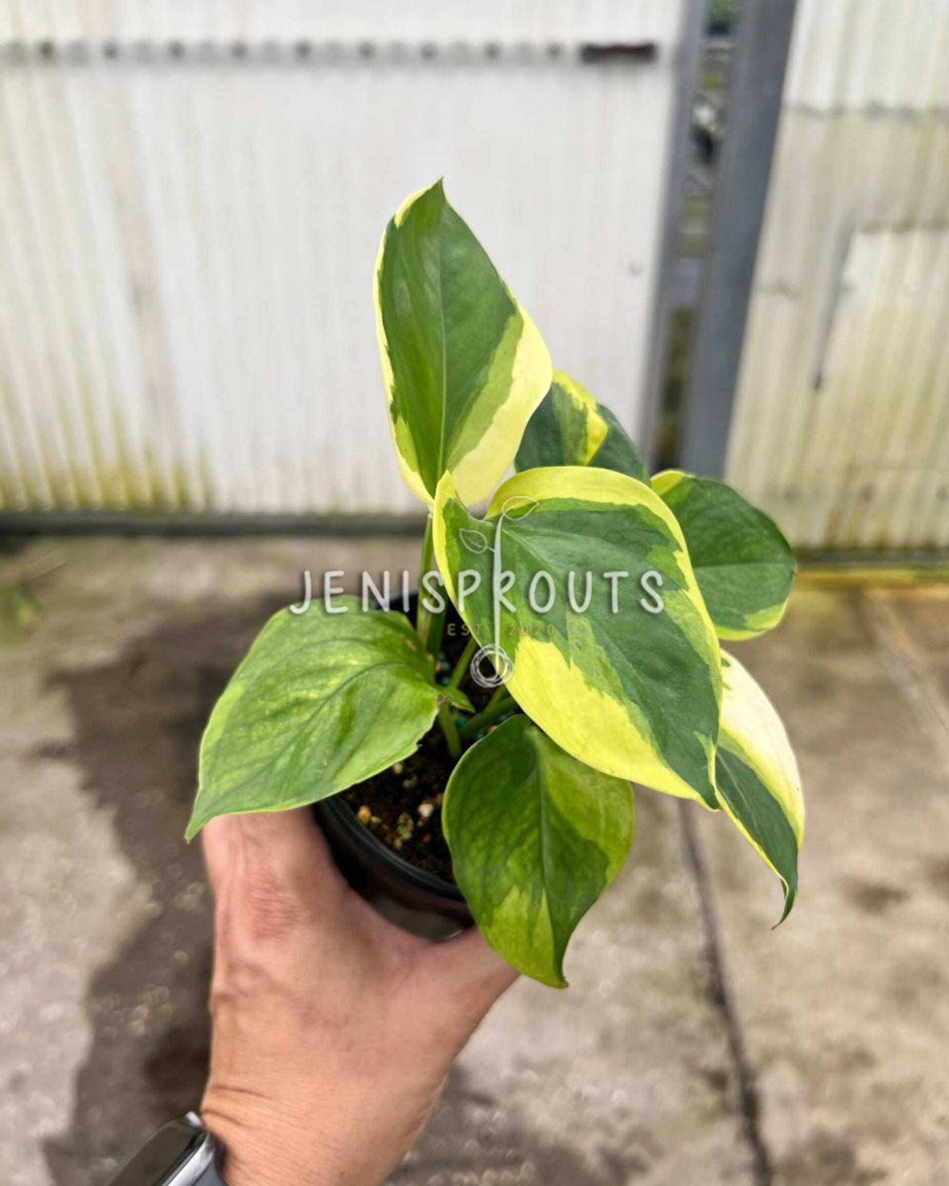 manjula pothos soil 4" Epipremnum Poonsin Manjula at Jenisprouts