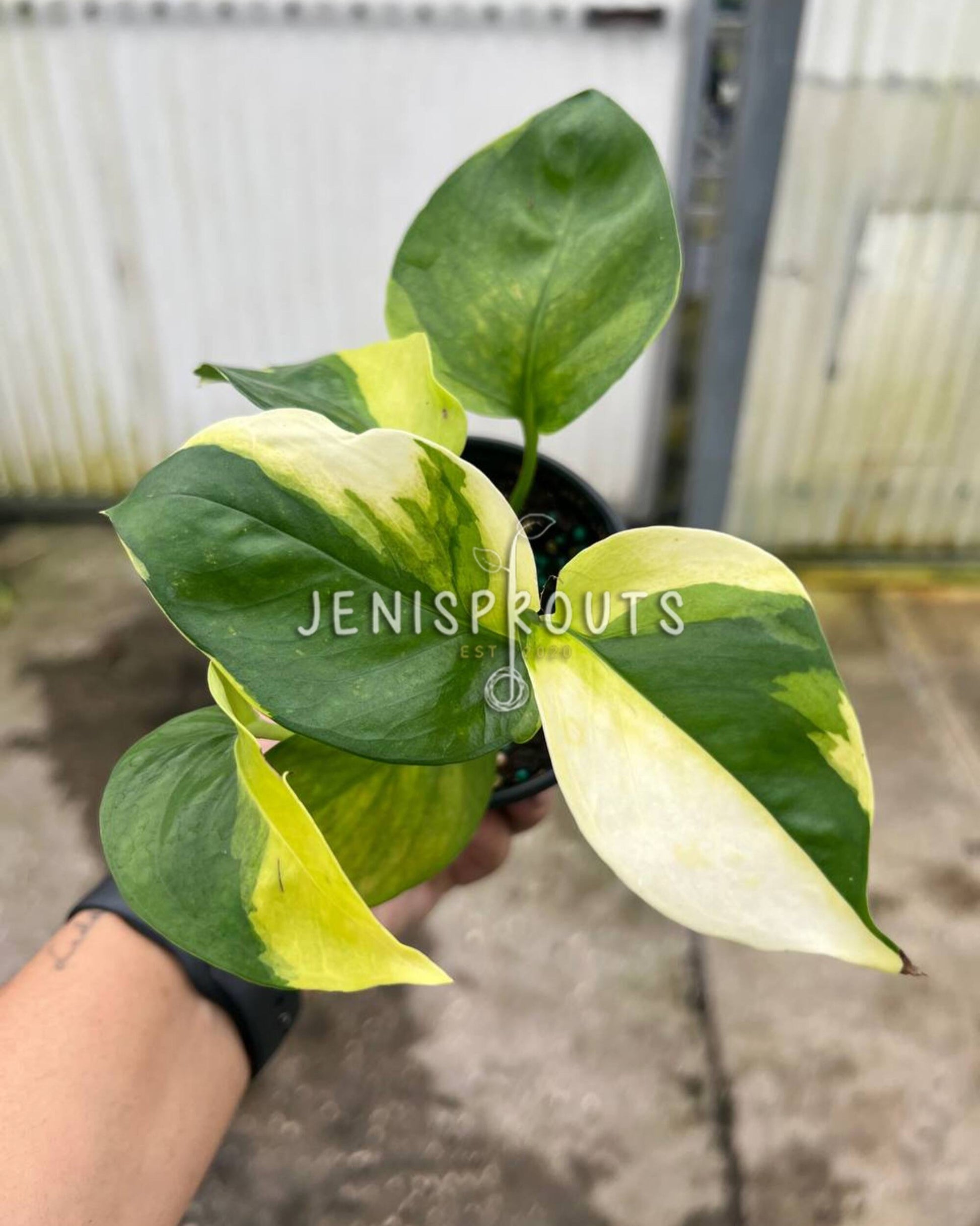 mature manjula pothos 4" Epipremnum Poonsin Manjula at Jenisprouts