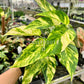 4" Epipremnum Yellow Flame