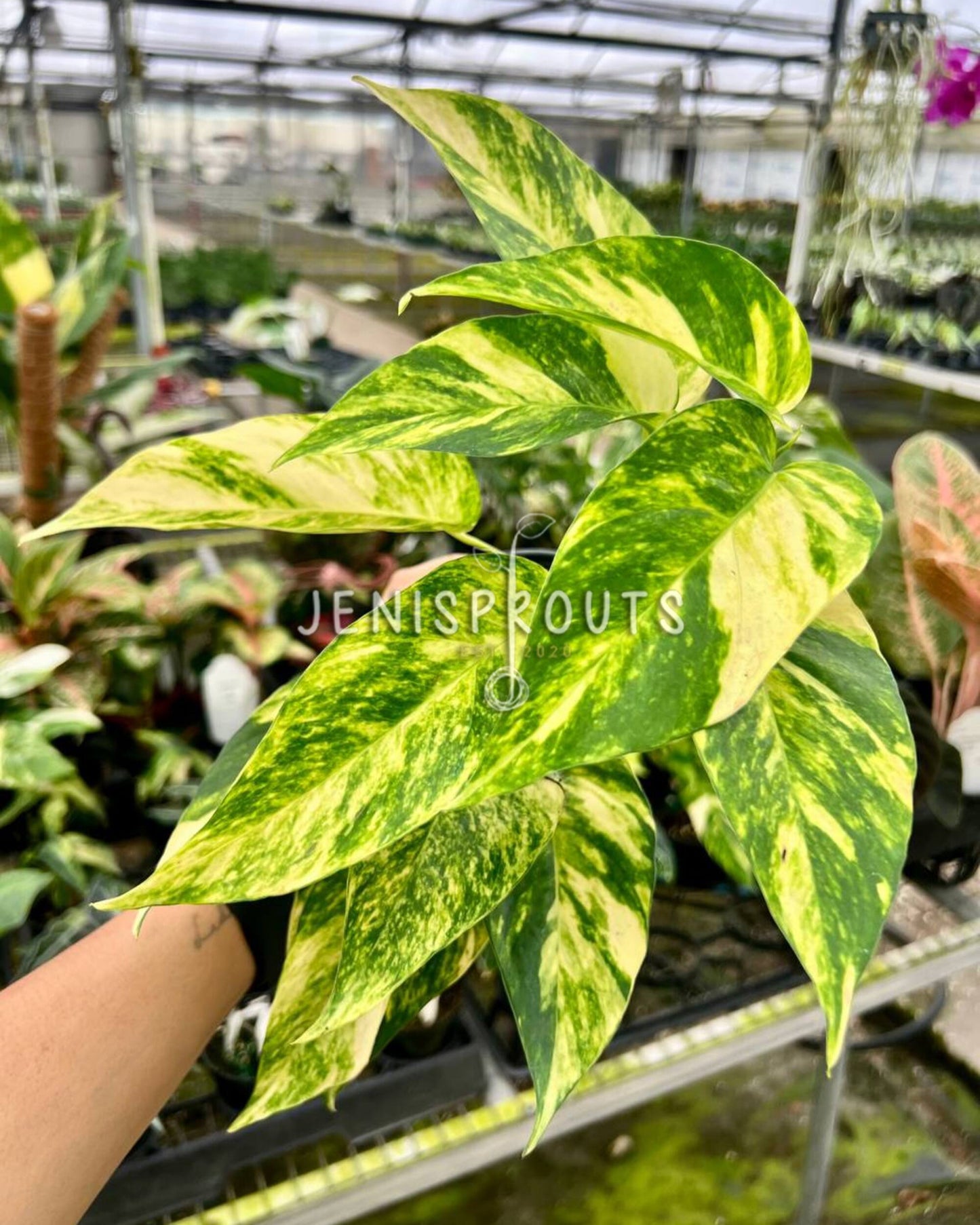 4" Epipremnum Yellow Flame