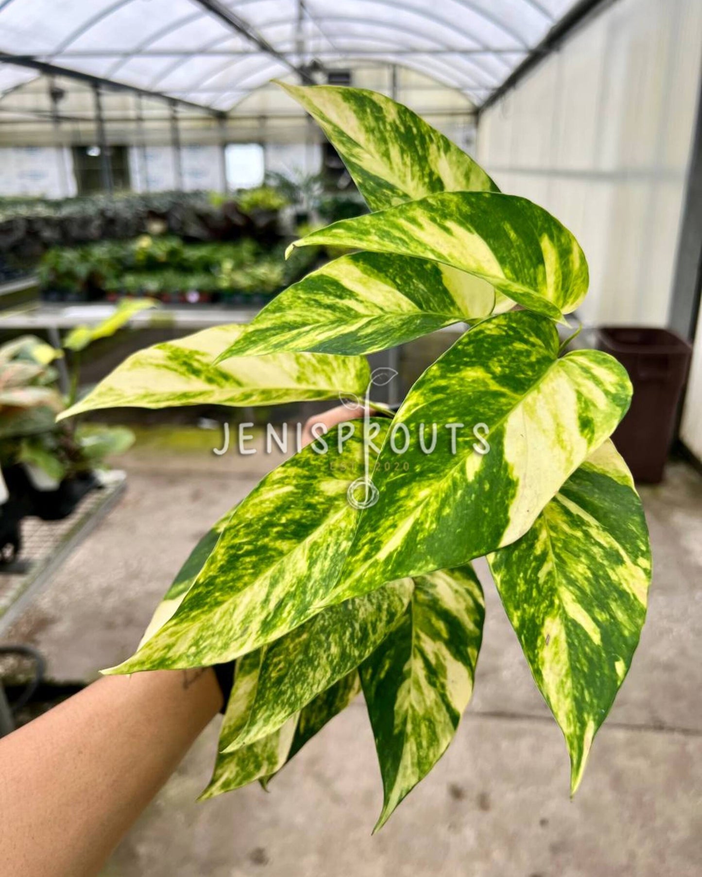 4" Epipremnum Yellow Flame