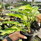 4" Epipremnum Yellow Flame