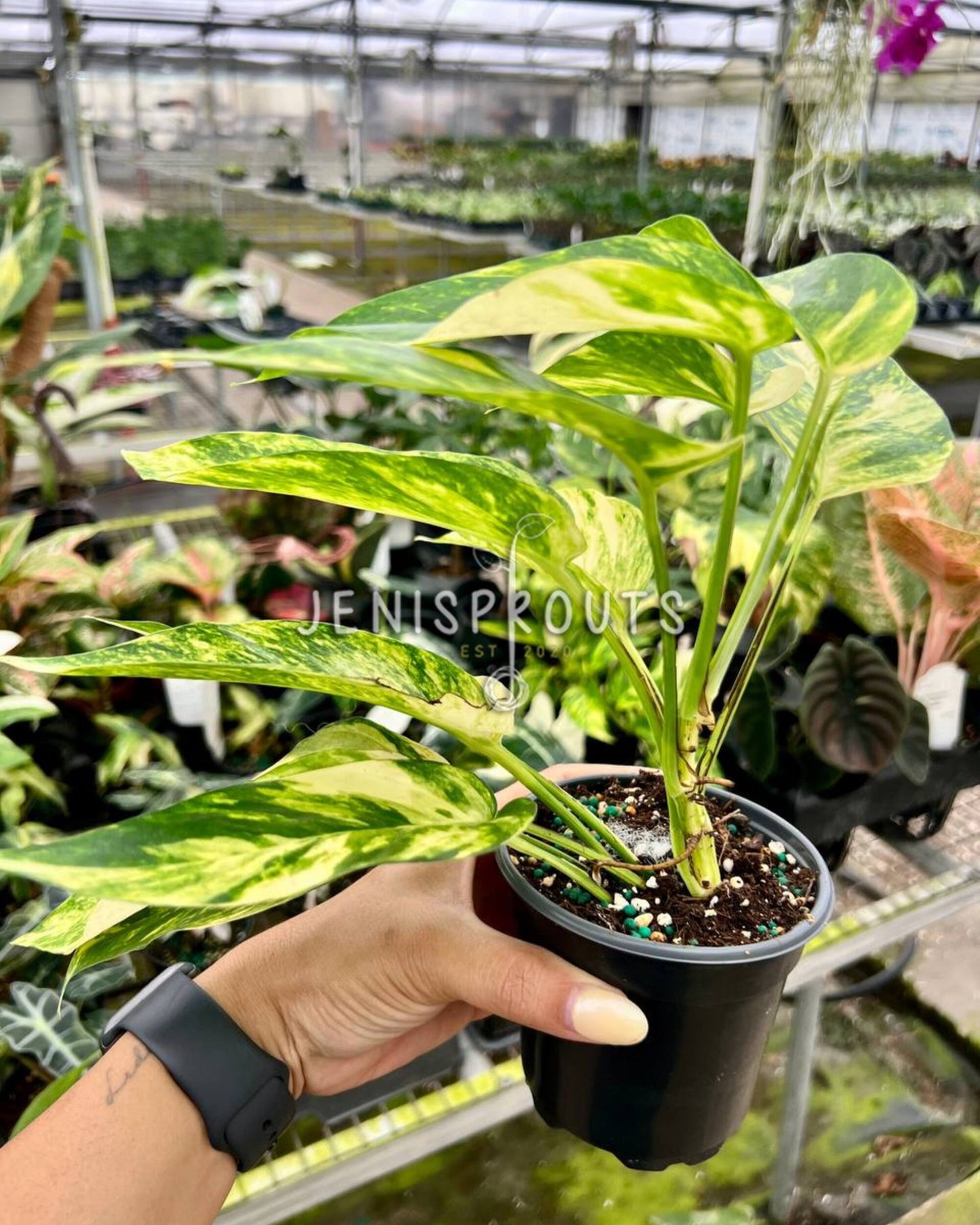 4" Epipremnum Yellow Flame