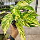 4" Epipremnum Yellow Flame