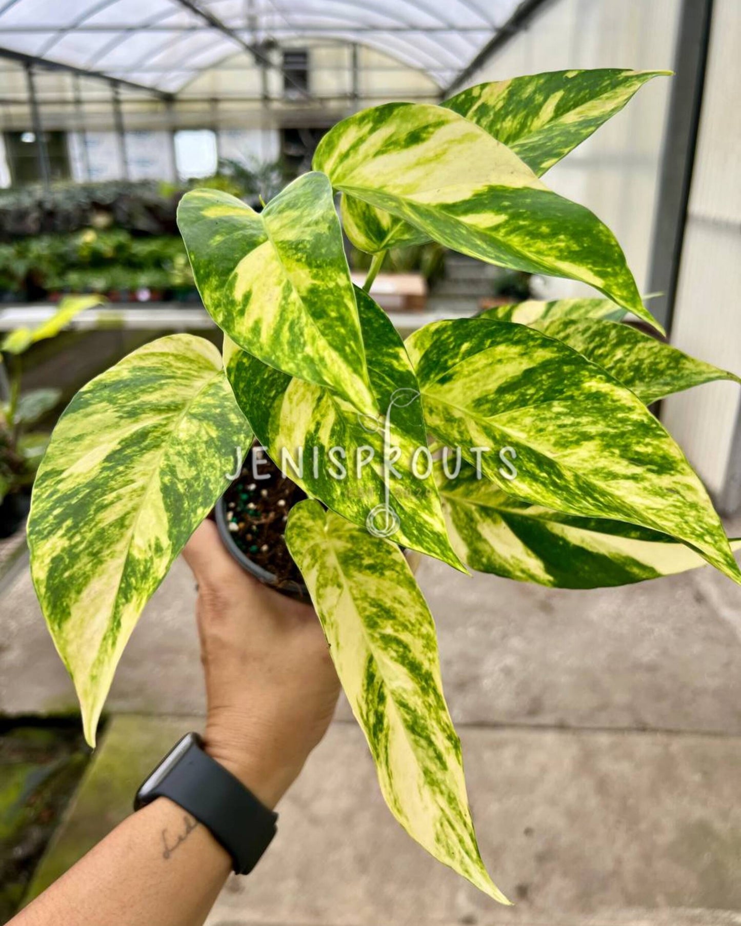 4" Epipremnum Yellow Flame