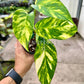 4" Epipremnum Yellow Flame