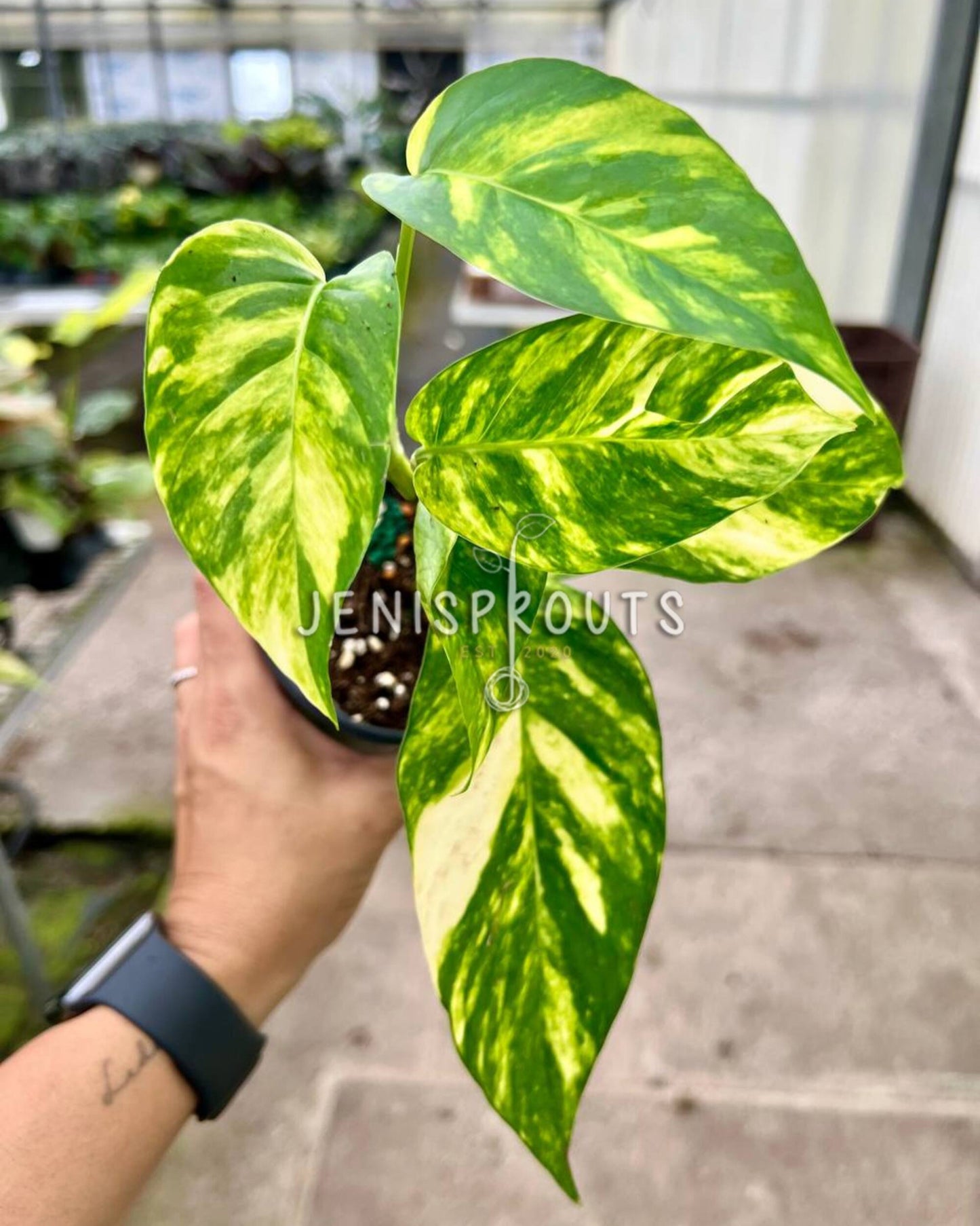 4" Epipremnum Yellow Flame