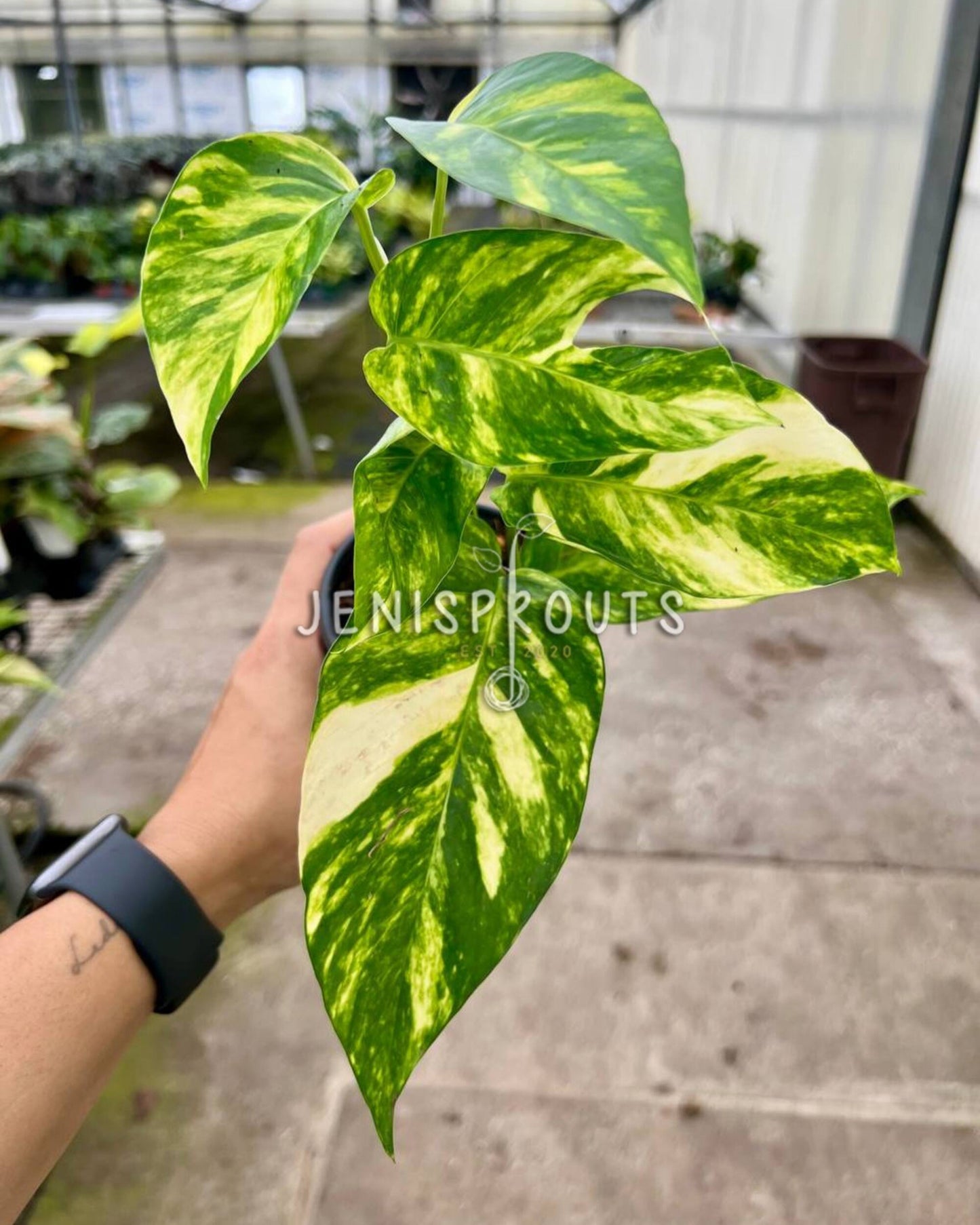 4" Epipremnum Yellow Flame