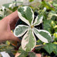4" Ficus Lyrata Variegated