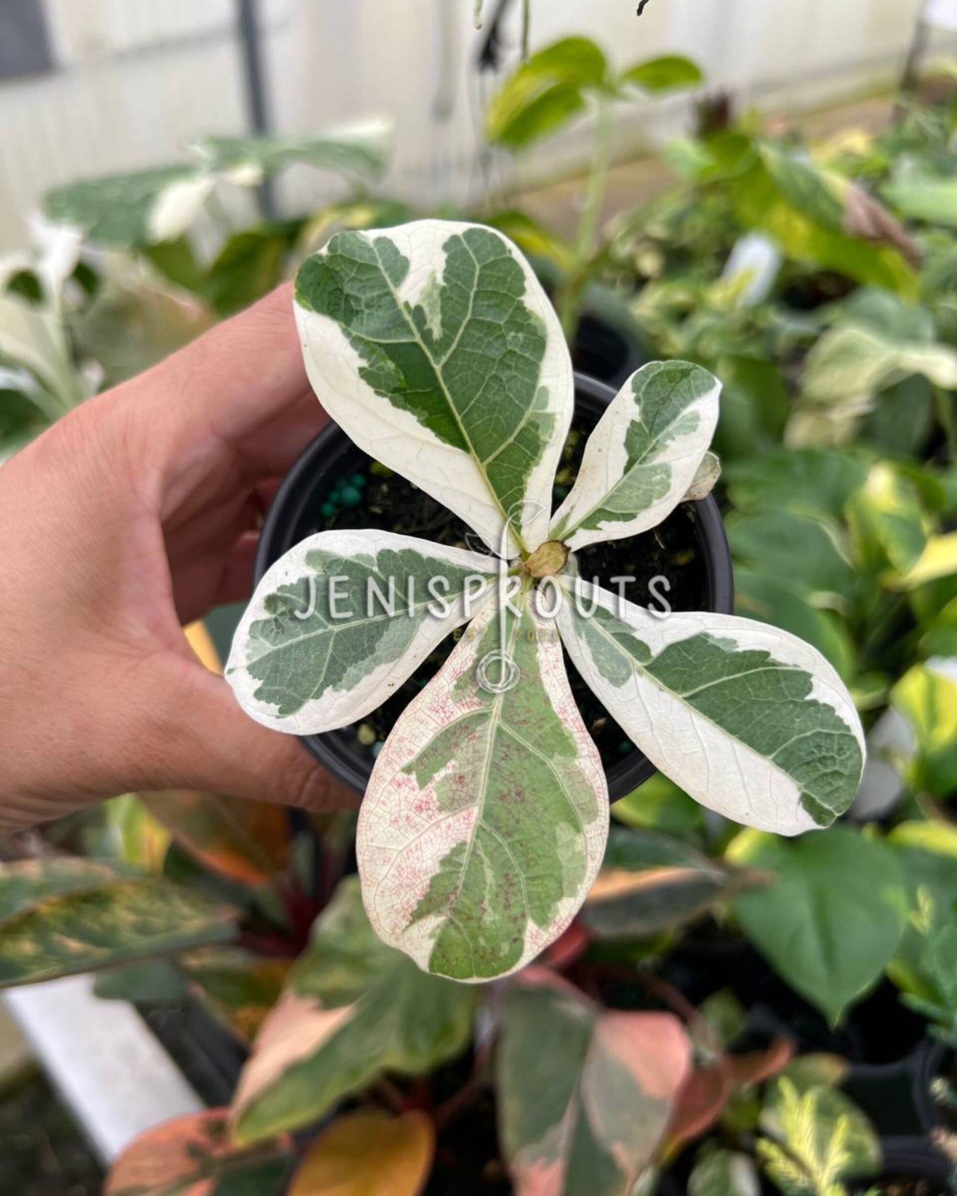 white leaf indoor plant 4" Ficus Lyrata Variegated – Rare Indoor Plant