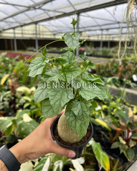 4" Gerrardanthus Macrorhizus Big Foot