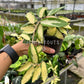 4" Hoya Acuta Variegated