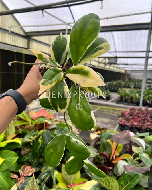 4” Hoya Incrassata Albomarginata
