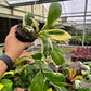 4” Hoya Incrassata Albomarginata