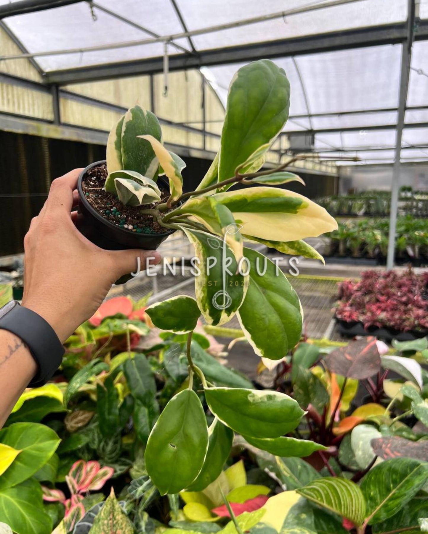 4” Hoya Incrassata Albomarginata