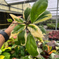 4” Hoya Incrassata Albomarginata