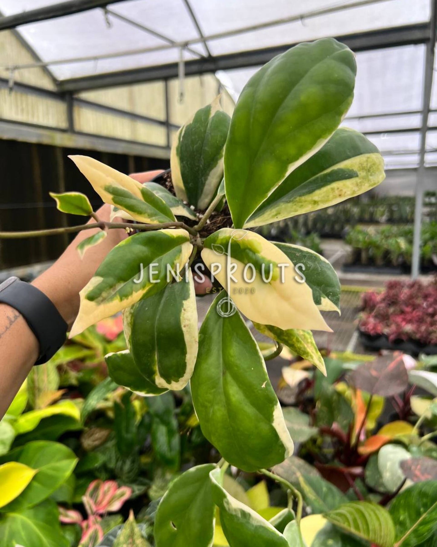 4” Hoya Incrassata Albomarginata