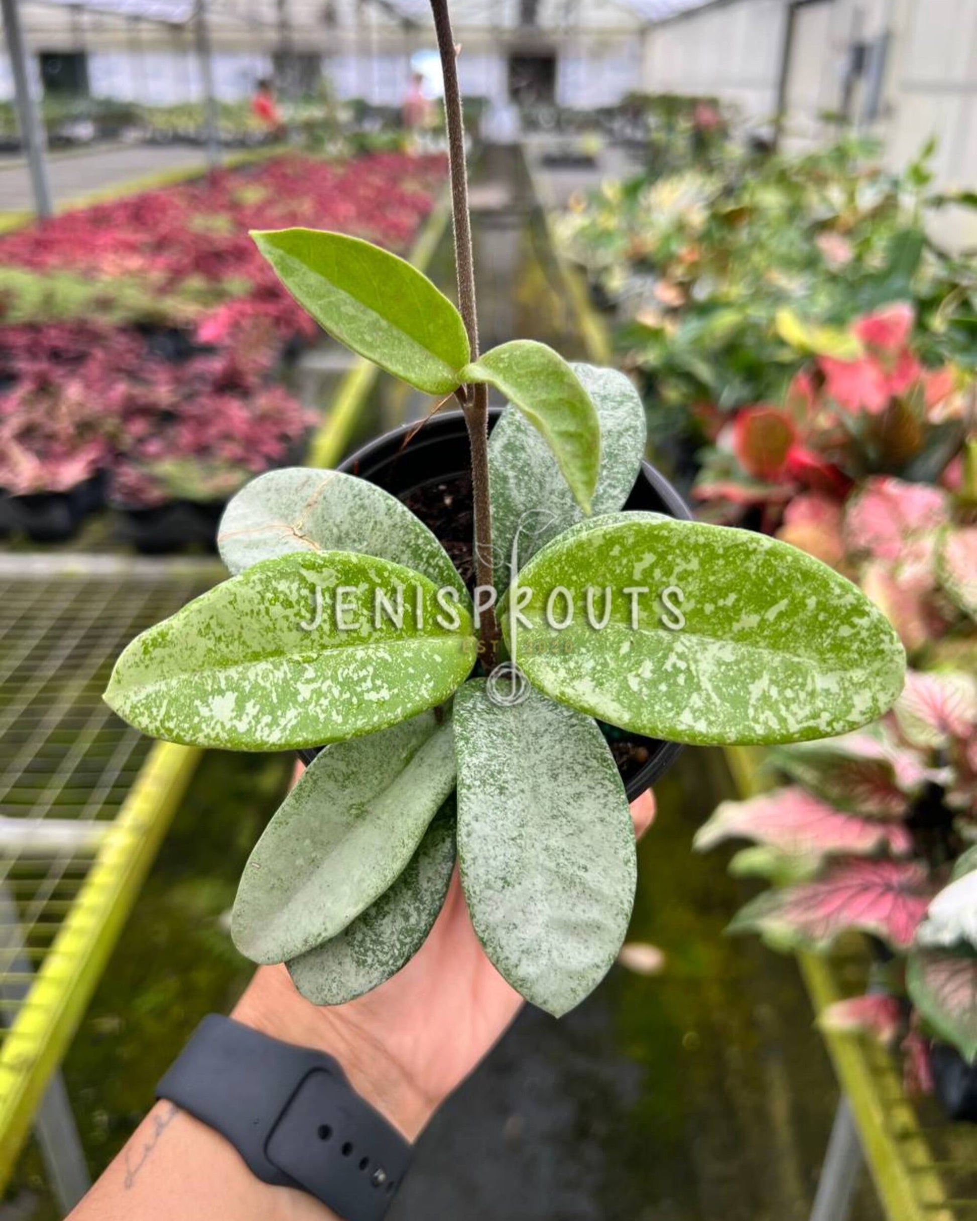 ghost plant indoors Hoya Nova Ghost 4 – Rare Indoor Plant