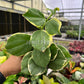 4” Hoya Pachyclada Outer Variegated