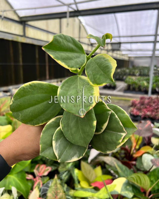 4” Hoya Pachyclada Outer Variegated