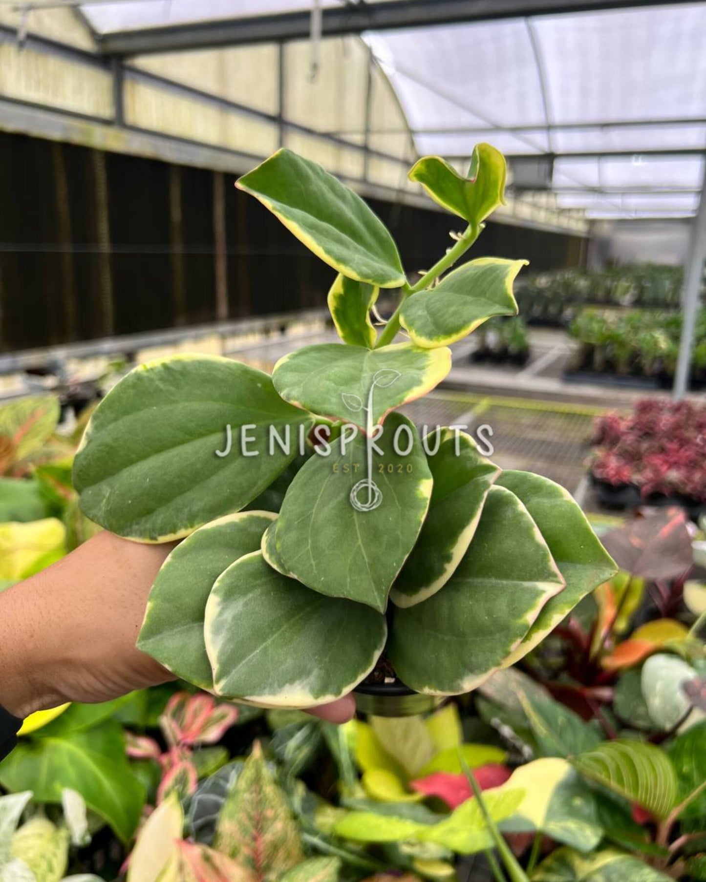 4” Hoya Pachyclada Outer Variegated