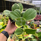 4” Hoya Pachyclada Outer Variegated