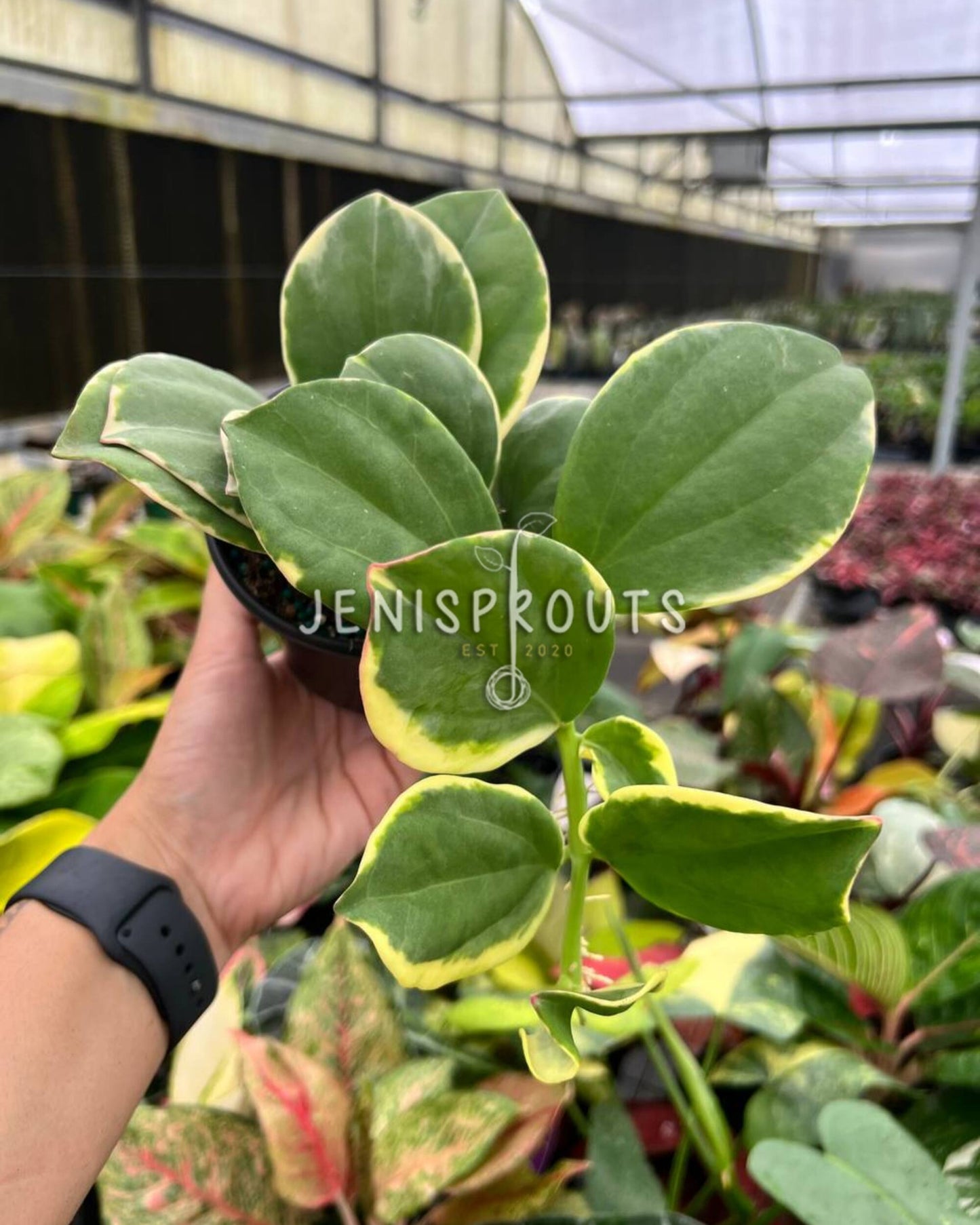 4” Hoya Pachyclada Outer Variegated
