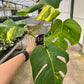 4" Monstera Aurea Variegated