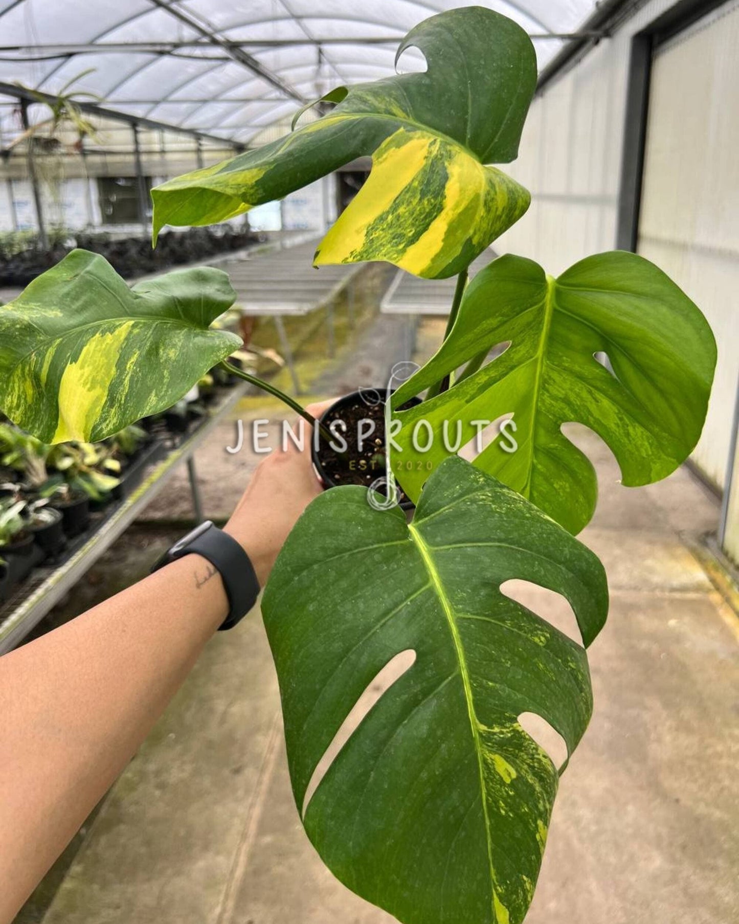 4" Monstera Aurea Variegated