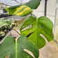 4" Monstera Aurea Variegated