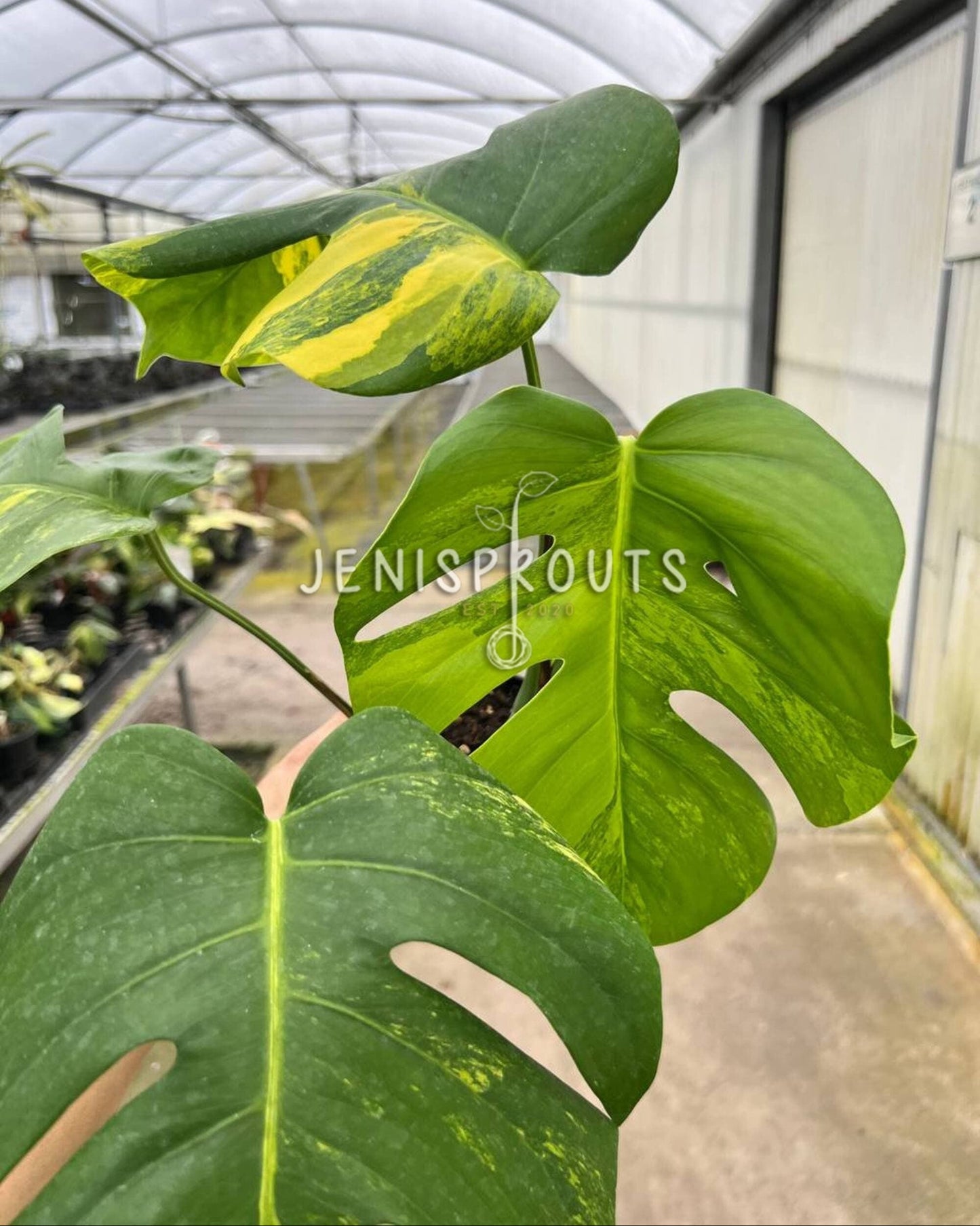 4" Monstera Aurea Variegated