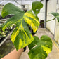 4" Monstera Aurea Variegated