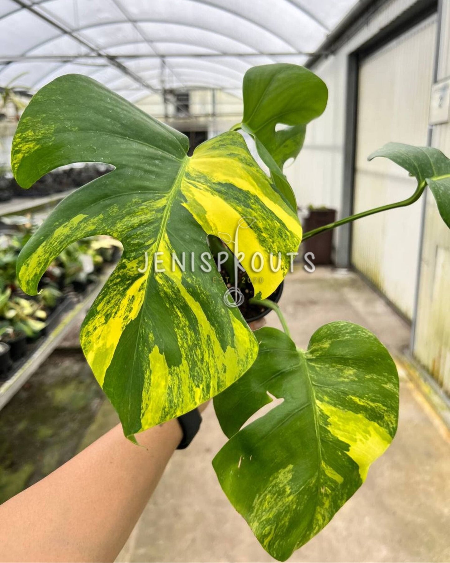 4" Monstera Aurea Variegated
