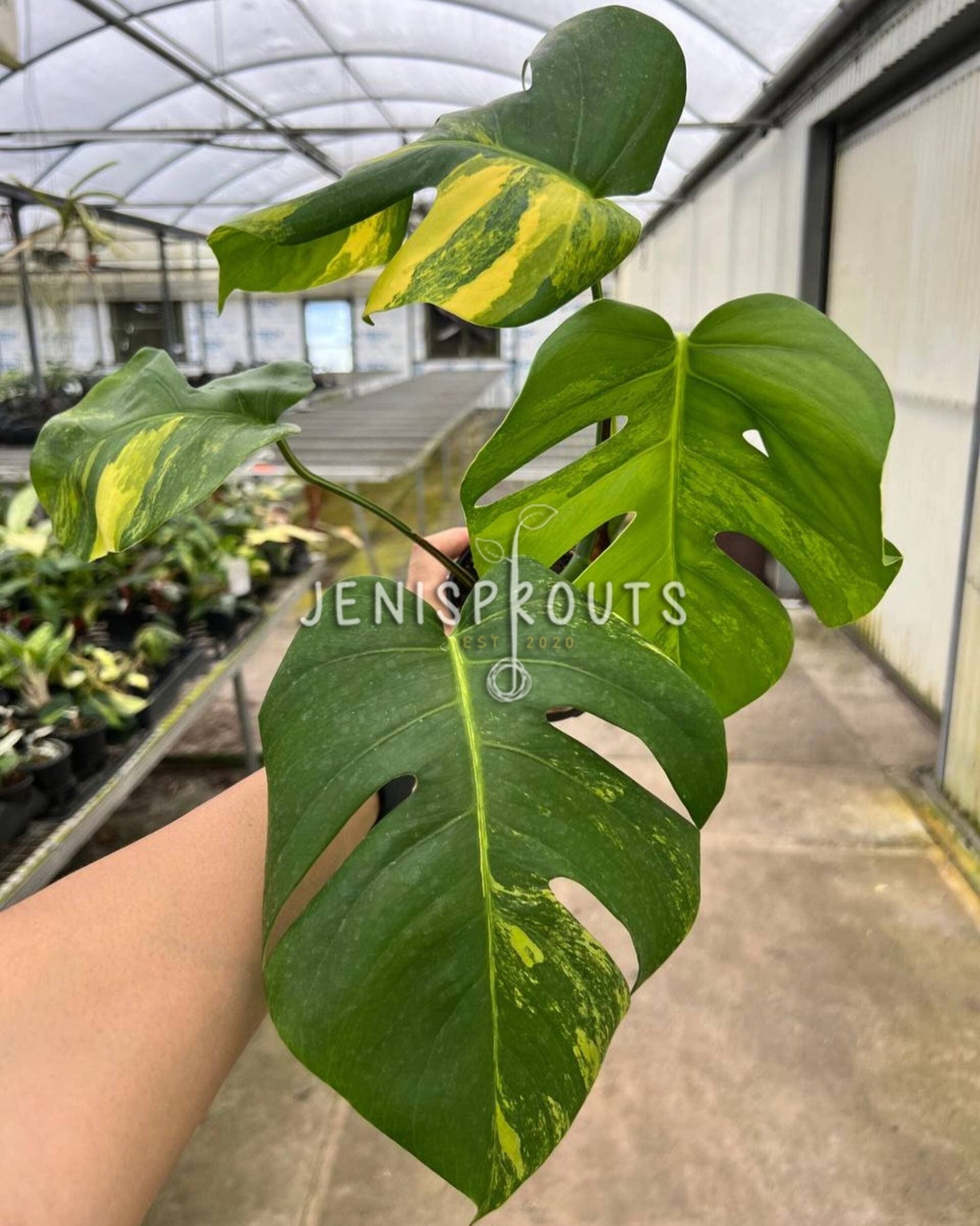 4" Monstera Aurea Variegated