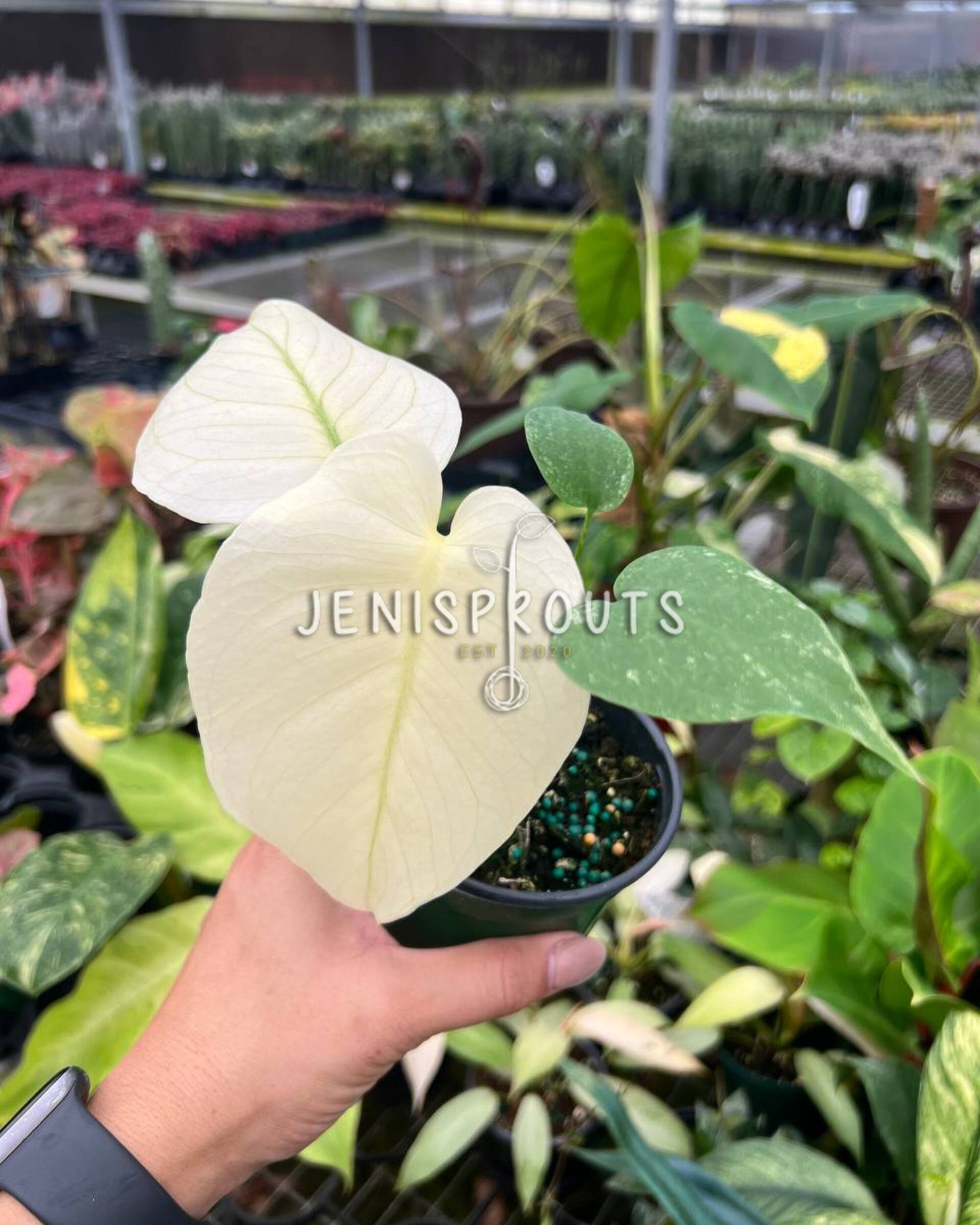 mint monstera 4" Monstera Mint at Jenisprouts
