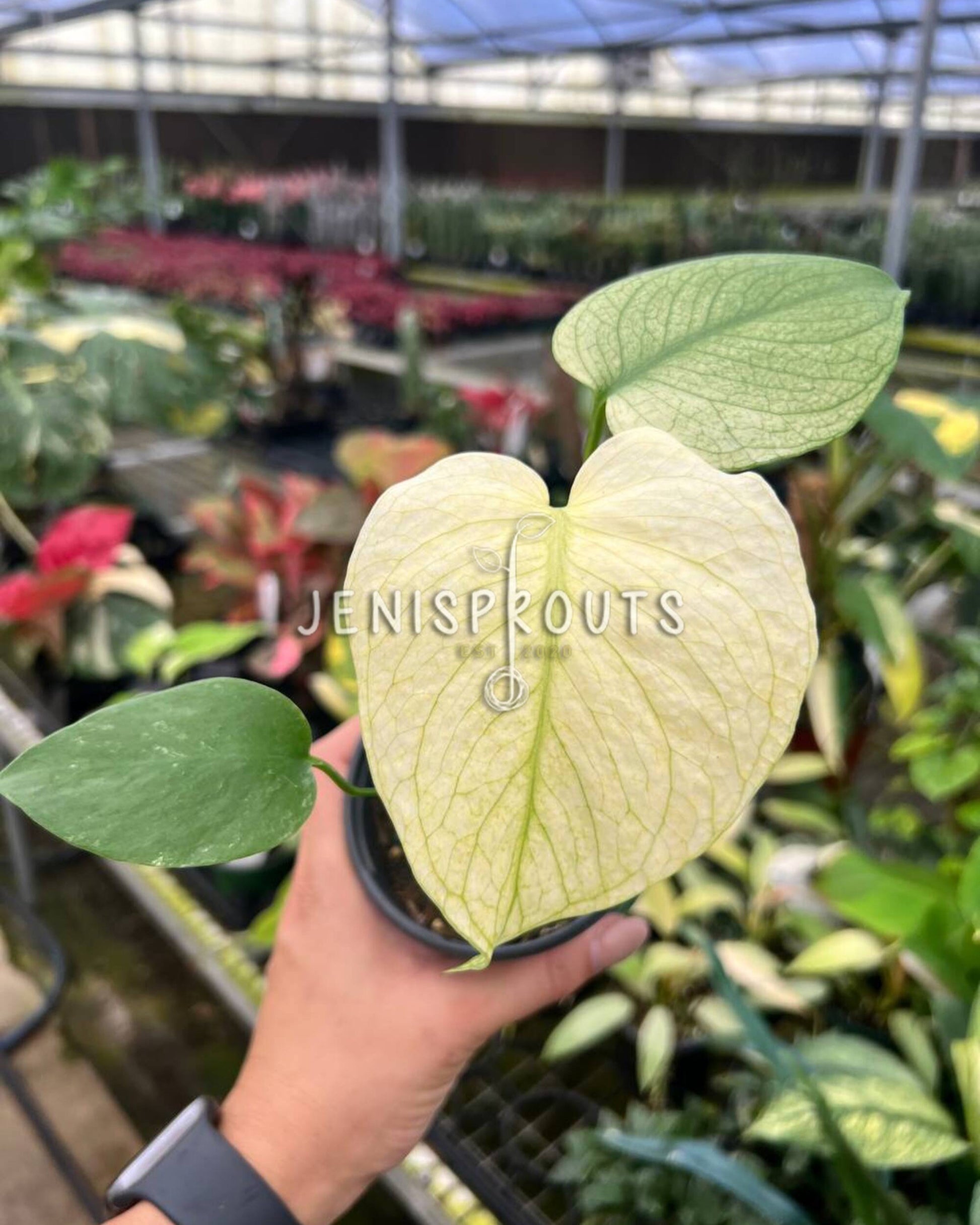 4 inch monstera 4" Monstera Mint at Jenisprouts