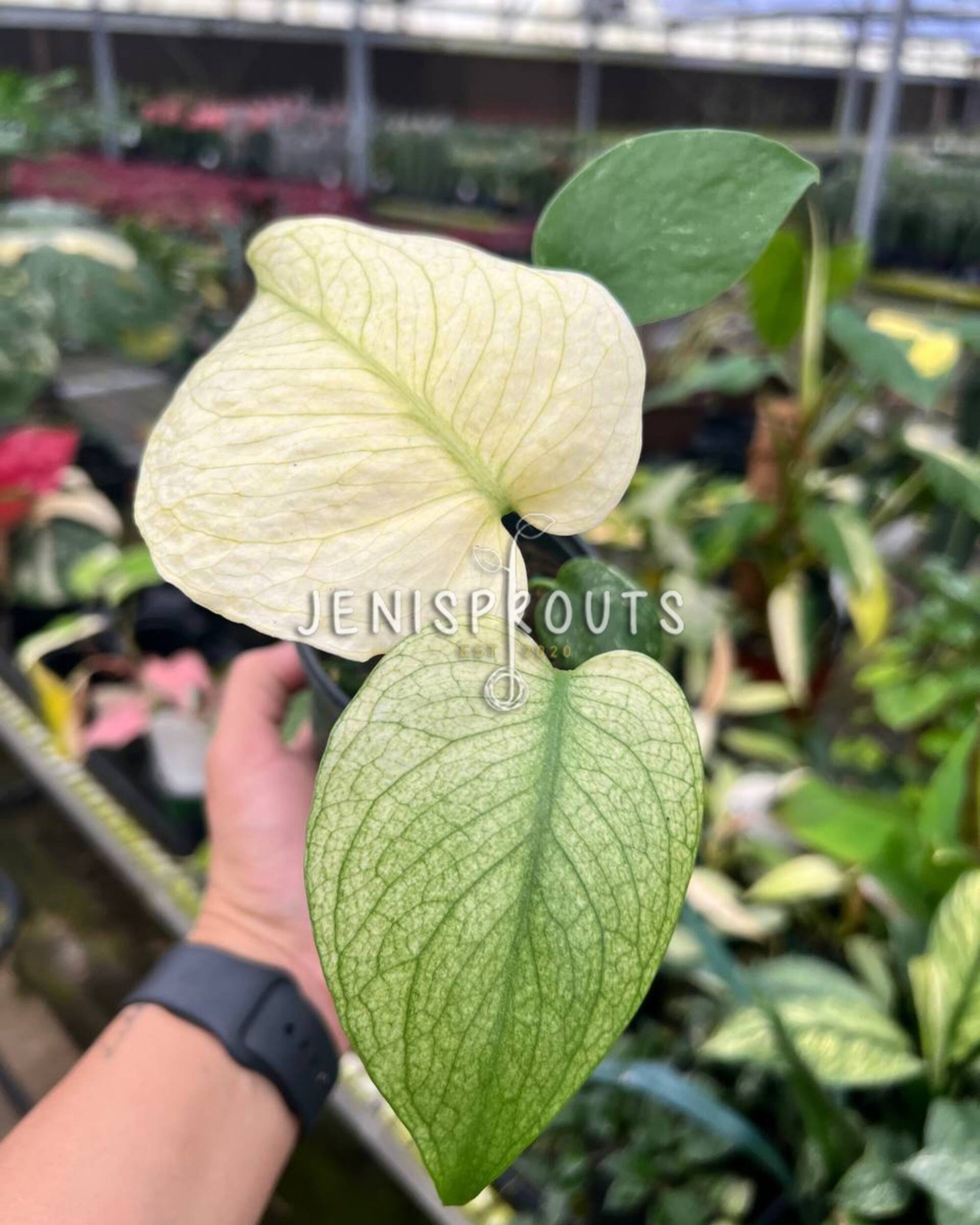 monstera mint for sale 4" Monstera Mint at Jenisprouts